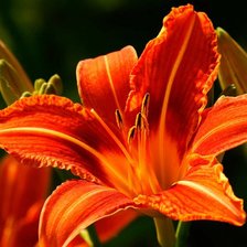 Схема вышивки «Оранжевая лилия»