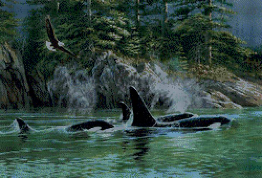 Persis Clayton Weirs. - пейзаж, животные, касатка, орел, природа, река - предпросмотр