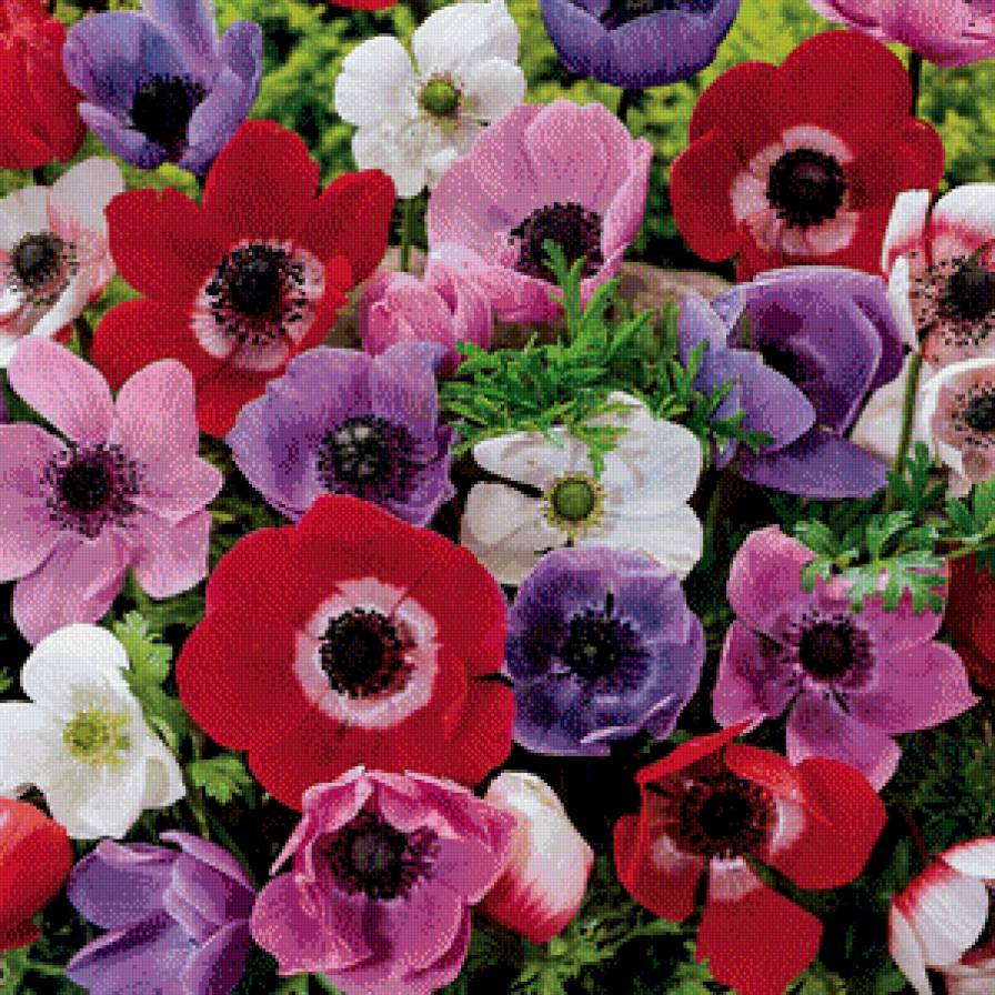 Анемоны, на подушку - анемоны, на подушку - предпросмотр