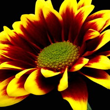 Схема вышивки «Гербера желтая»