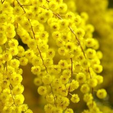 Схема вышивки «Мимоза»