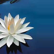 Схема вышивки «Лилия»