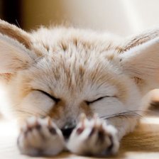 Схема вышивки «лисичка Фенеки*2»