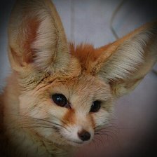 Схема вышивки «лисичка Фенеки*3»