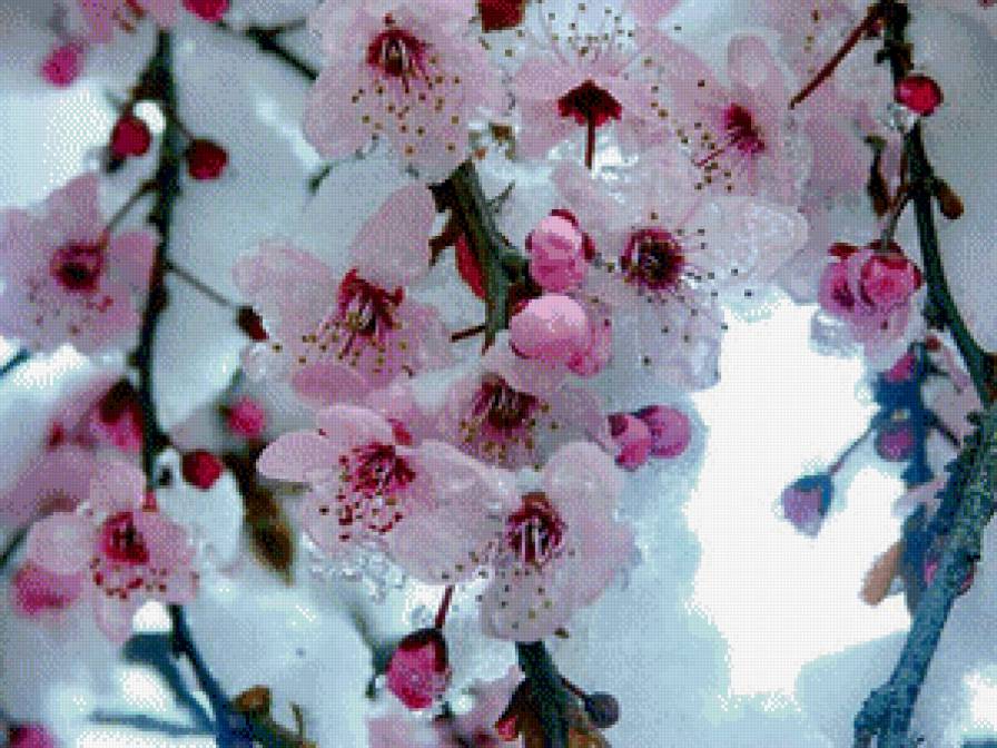 Цвет яблони - предпросмотр