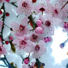 Цвет яблони