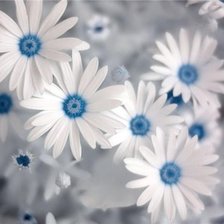 Схема вышивки «нежность»