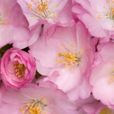 Схема вышивки «розовые цветы»