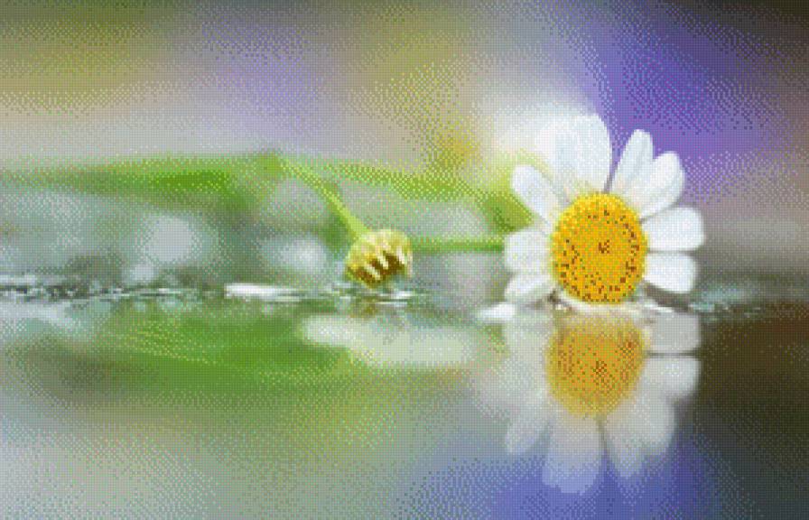 ромашка - предпросмотр