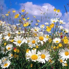 Схема вышивки «Ромашки»