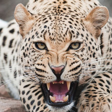 Схема вышивки «Леопард»