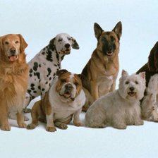 Схема вышивки «Породы собак»