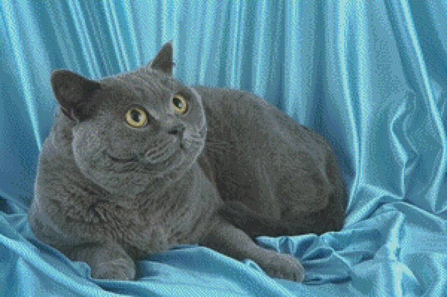 Котик - животные - предпросмотр