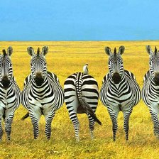 Зебры
