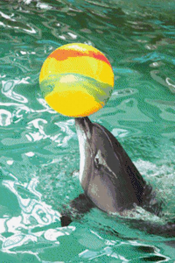 дельфин - дельфин, мяч, вода, игра - предпросмотр