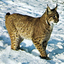 Схема вышивки «Рысь»