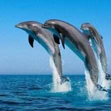 Схема вышивки «дельфины»