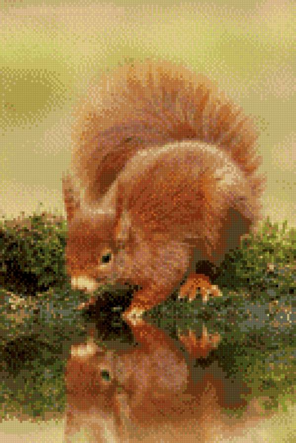 белока у воды - животные - предпросмотр