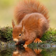 белока у воды