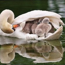 Схема вышивки «лебедь с птенцами»