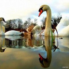 Схема вышивки «лебеди»