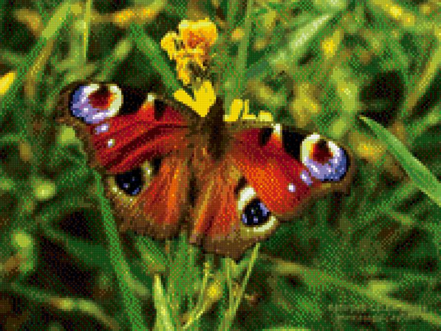 бабочка - бабочки - предпросмотр