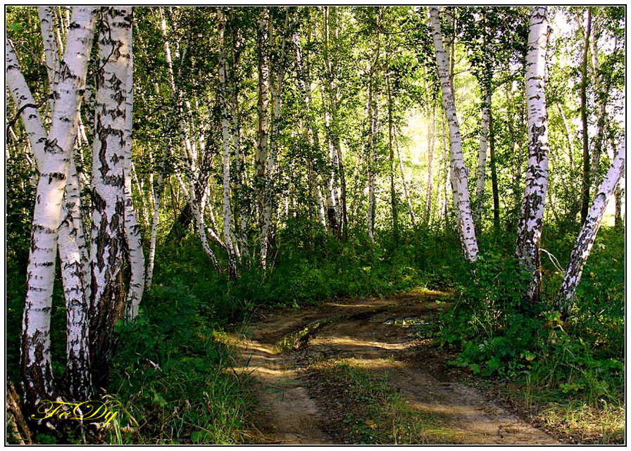 березы - пейзаж - оригинал