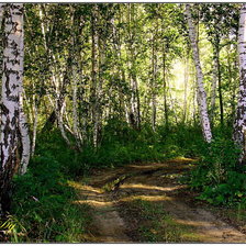 Схема вышивки «березы»