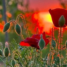 Схема вышивки «маки»