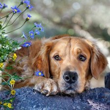 Схема вышивки «пес»