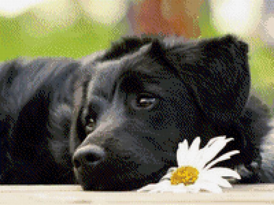 грусть - животные - предпросмотр