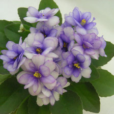 Схема вышивки «фиалочка»