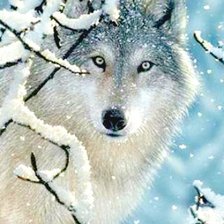 Схема вышивки «№471505»