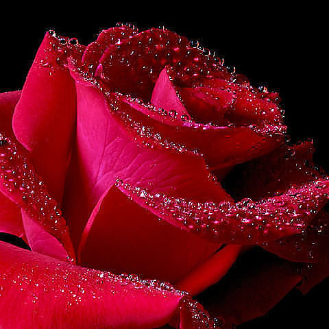 роза в росе - цветок, роса, роза - оригинал