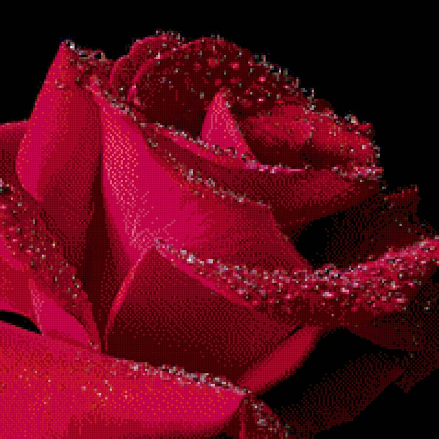 роза в росе - роса, цветок, роза - предпросмотр