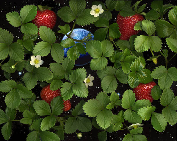 картина - картина для кухни - оригинал