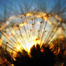 Схема вышивки «Цветок Солнца»