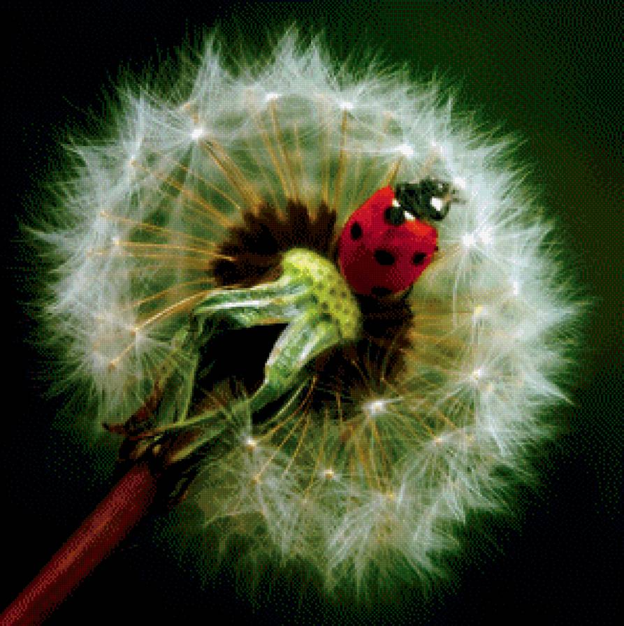 Божья коровка на одуванчике )) - божья коровка, цветы, одуванчик - предпросмотр