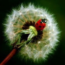 Схема вышивки «Божья коровка на одуванчике ))»