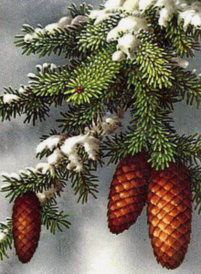 Еловая ветка - шишки, елка, ветка, ель - предпросмотр
