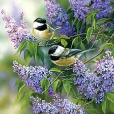 Схема вышивки «Птички-синички»