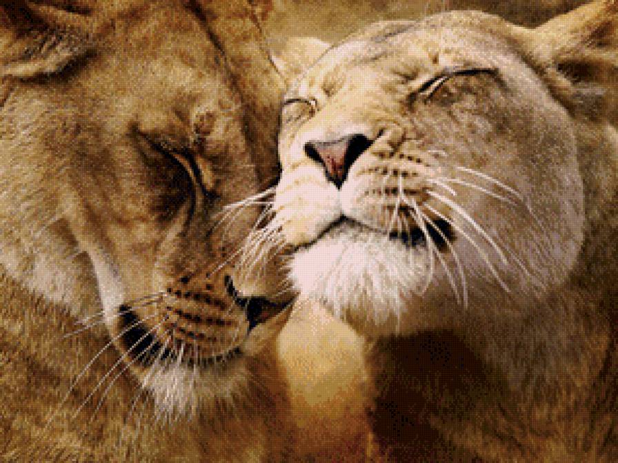 львы - лев, кошки - предпросмотр