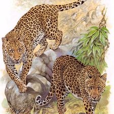 Схема вышивки «хищная кошка»