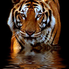 Схема вышивки «№471999»