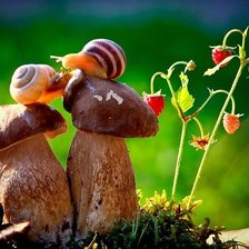 Схема вышивки «улитки на грибах»