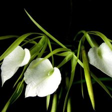 Схема вышивки «Цветы»