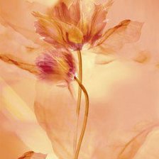 Схема вышивки «цветы»