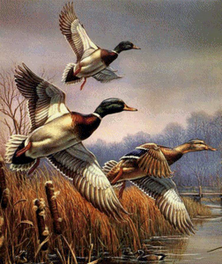 Утки. - утки, охота, птицы - предпросмотр