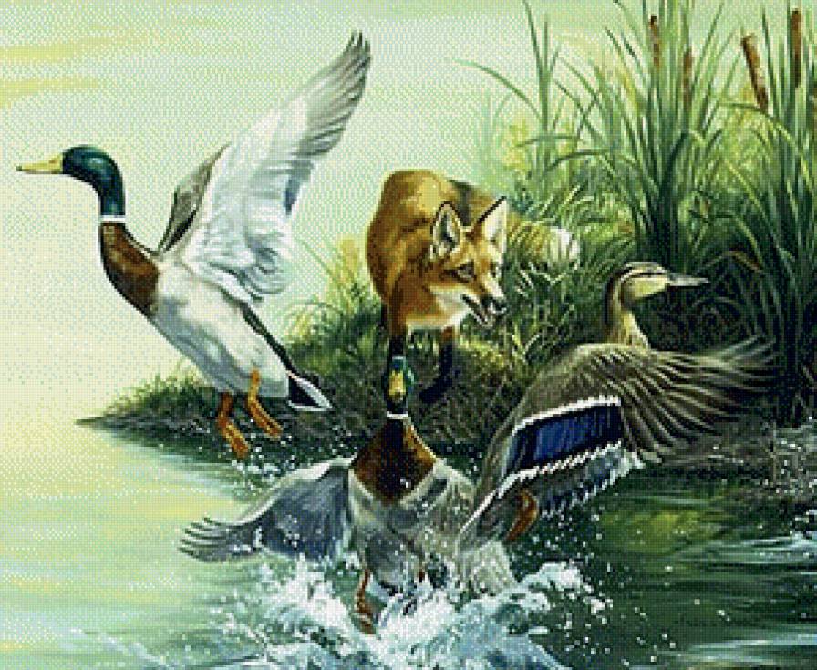 Лиса и утки.Охота. - охота, лиса, утки - предпросмотр