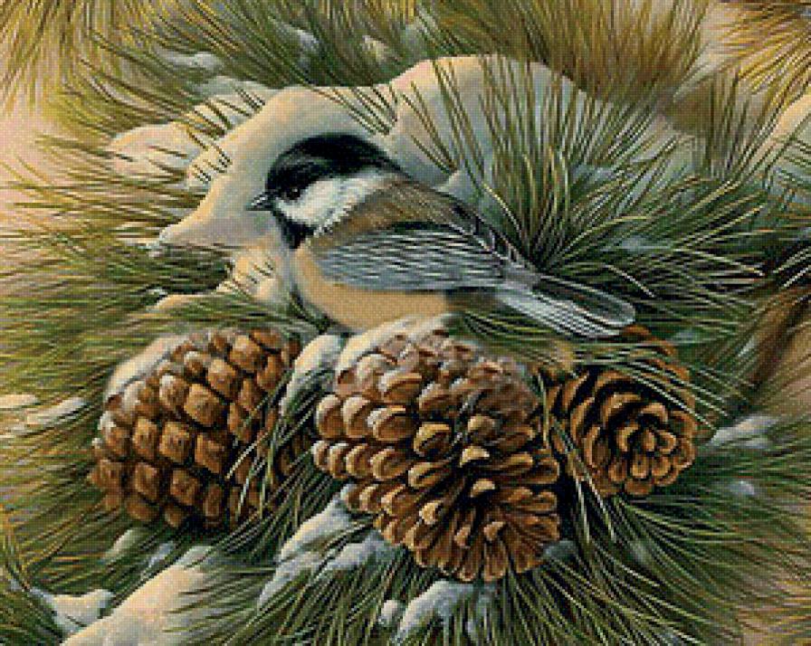 Синичка на сосновой ветке. - шишки, синичка, птицы, ветка - предпросмотр